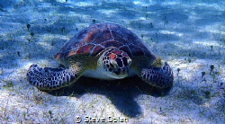 “Hey Dude”. This was the first Sea Turtle I ever encounte... by Steve Dolan 
